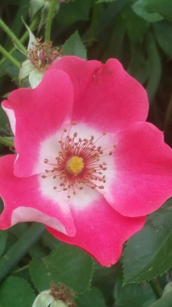 Foto primer plano de la flor rosada