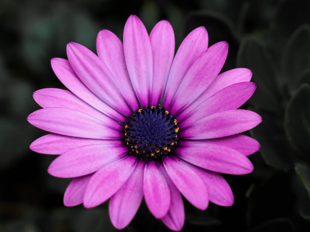 Foto primer plano de la flor rosada