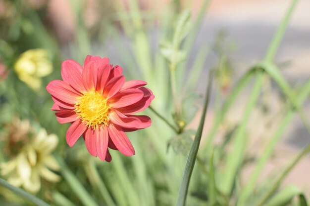 Foto primer plano de una flor rosada