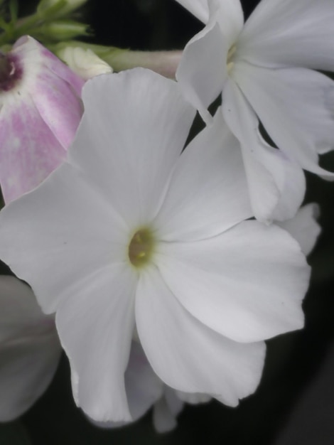 Foto primer plano de una flor rosada