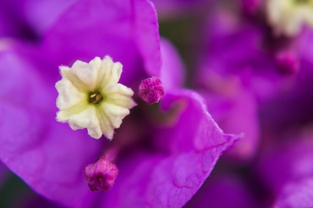 Foto primer plano de la flor rosada