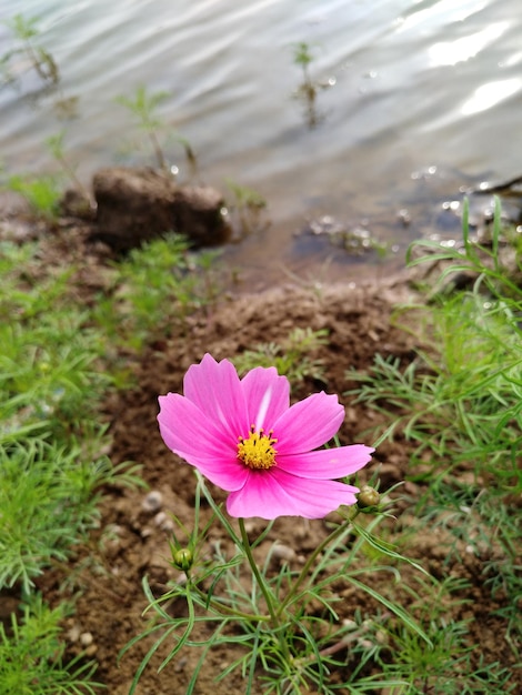 Foto primer plano de una flor rosada