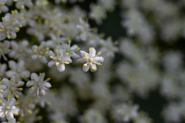 Primer plano de la flor de sanyuguina o sambucus iluminada por el sol