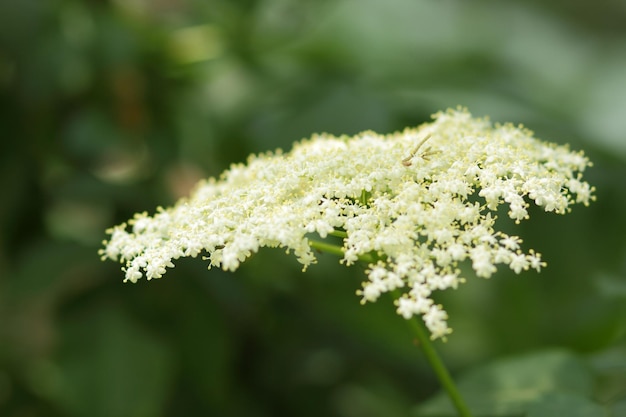 Primer plano de flor de saúco floreciente Rama de saúco floreciente Sambucus Hierbas medicinales en medicina alternativa y tradicional