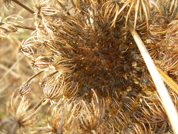 Foto primer plano de una flor seca y marchitada