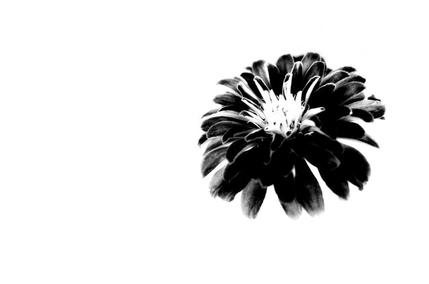 Foto primer plano de una flor sobre un fondo blanco