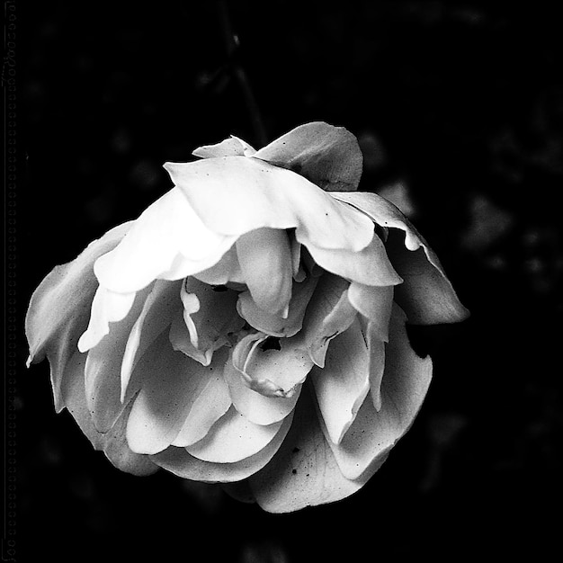 Primer plano de una flor sobre un fondo negro