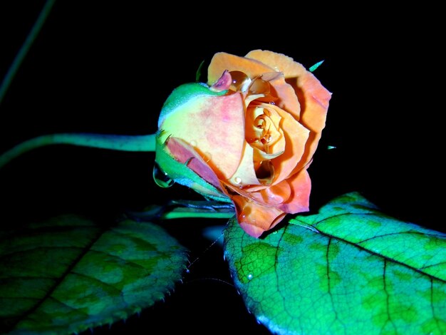 Foto primer plano de una flor sobre un fondo negro