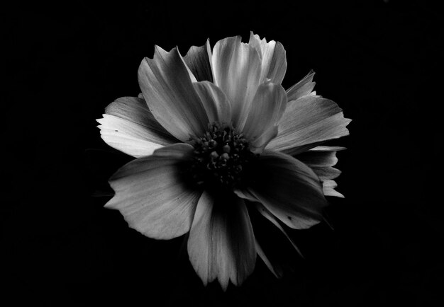 Foto primer plano de una flor sobre un fondo negro