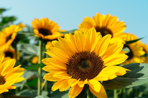 Primer plano de la flor del sol.