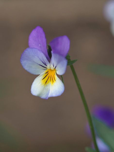 Primer plano de flor tricolor violeta (Viola tricolor). Región de Leningrado, Rusia.