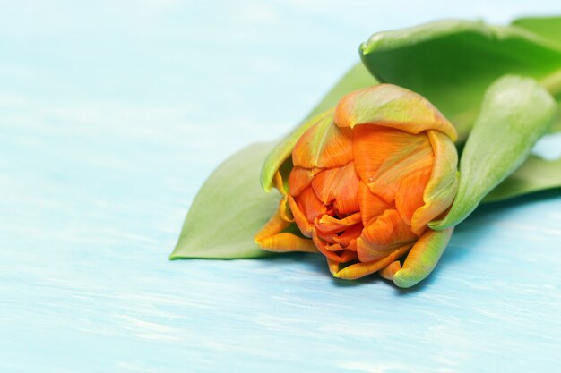 Primer plano de una flor de tulipán naranja sobre un fondo de hormigón azul con espacio de copia. Enfoque selectivo.