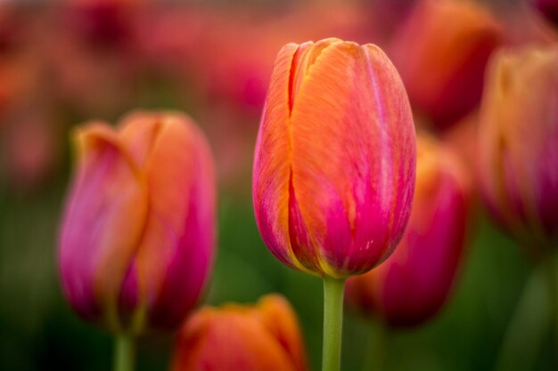 Foto primer plano de la flor de tulipán púrpura en el campo