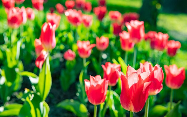 Primer plano de flor de tulipán rojo con colorido fondo natural