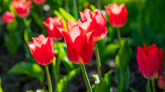 Primer plano de flor de tulipán rojo con colorido fondo natural