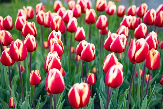 Primer plano de flor de tulipán rojo con colorido jardín de tulipanes de fondo natural