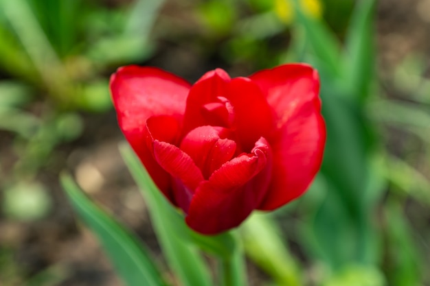 Primer plano de flor de tulipán rojo floreciente