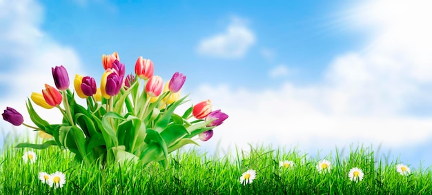 Primer plano de la flor de tulipán rosa en el campo contra el cielo
