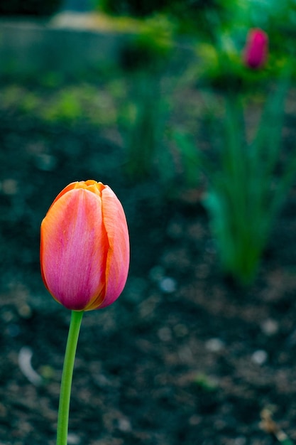 Foto primer plano de la flor de tulipán rosa en el campo