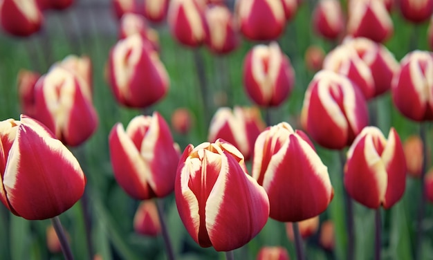 Primer plano de flor de tulipán rosa con colorido fondo natural floración