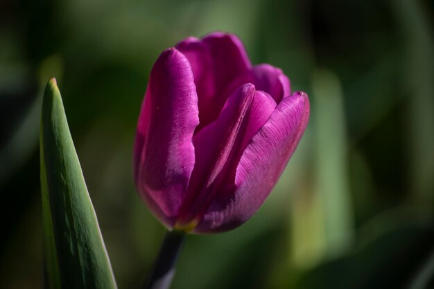 Primer plano de la flor de tulipán rosado