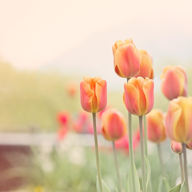Primer plano de la flor del tulipán