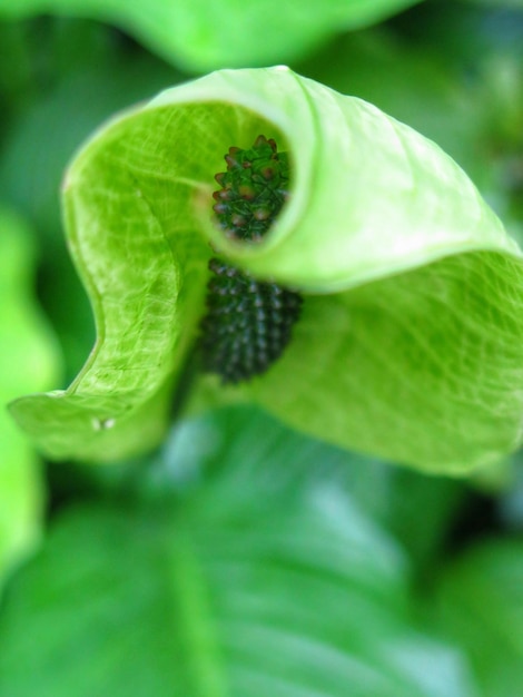 Primer plano de una flor verde