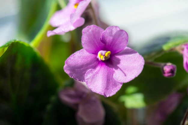 Primer plano de una flor violeta en flor durante el día soleado