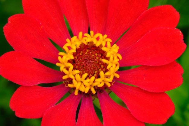 primer plano de la flor de zinnia roja. familia de las asteráceas. planta de interior popular. estambres amarillos.