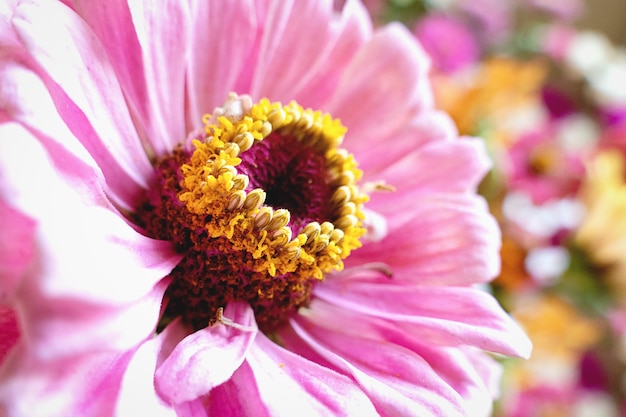 Primer plano de flor de zinnia rosa, flores de jardín de otoño en colores pastel