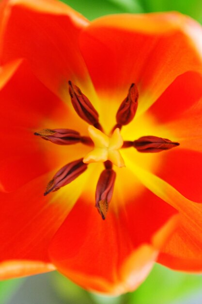 Foto primer plano de una flor