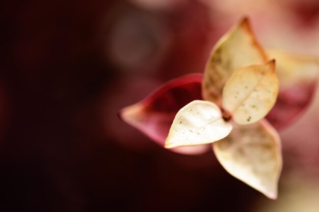 Foto primer plano de una flor