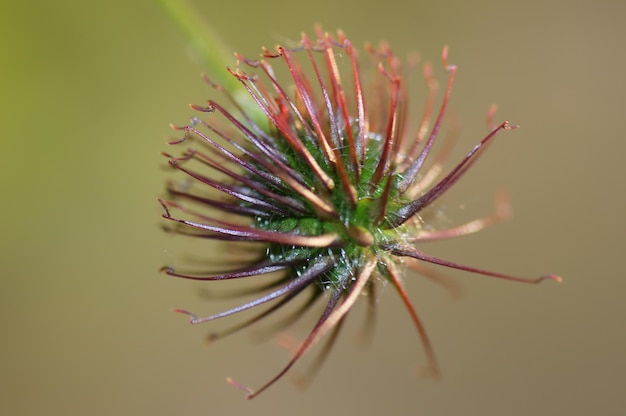 Foto primer plano de una flor