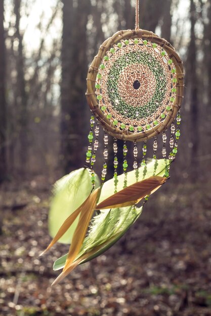 Foto un primer plano de una flor