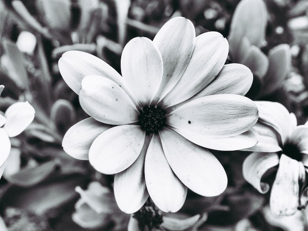 Foto primer plano de una flor