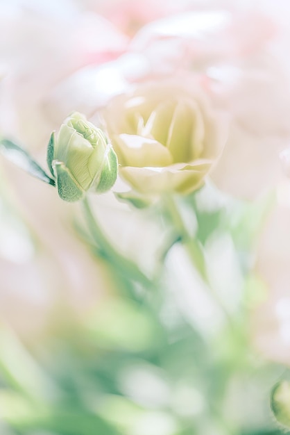 Primer plano de una flor
