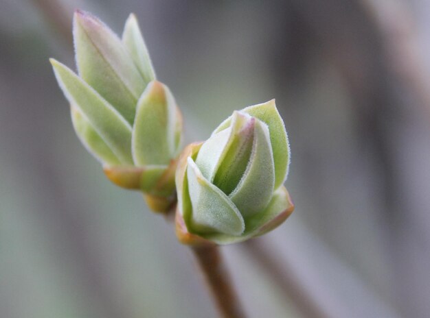 Un primer plano de la flor