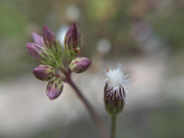 Primer plano de una flor