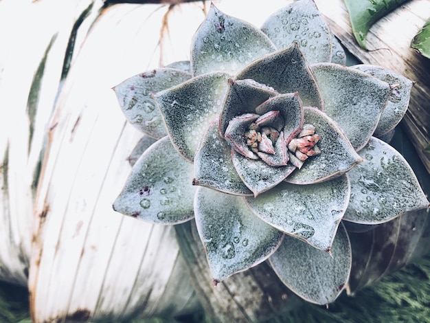 Foto primer plano de la flor