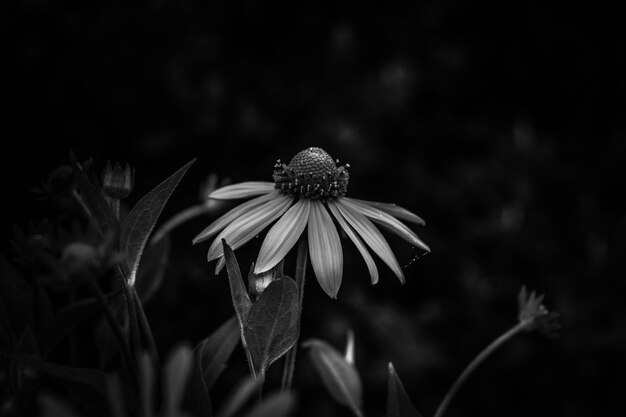 Foto primer plano de una flor