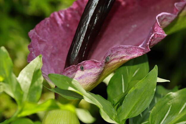 Foto primer plano de una flor