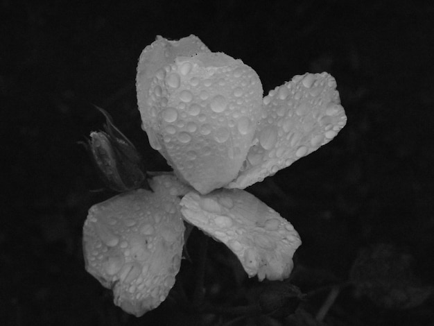 Foto primer plano de una flor