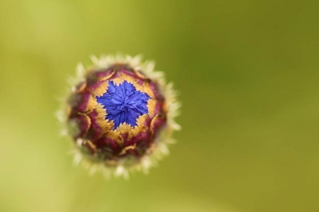 Foto primer plano de una flor