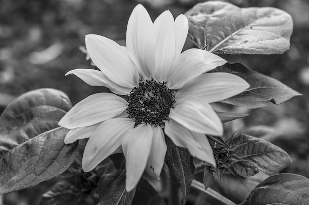 Foto primer plano de una flor