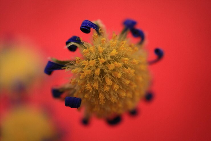 Foto primer plano de una flor