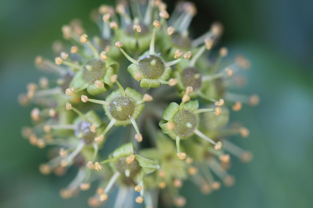 Foto primer plano de una flor