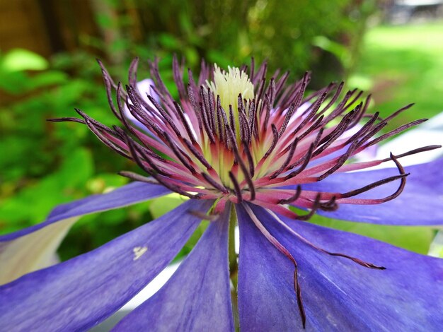 Foto primer plano de la flor