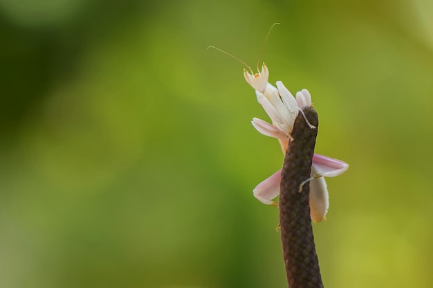 Un primer plano de una flor