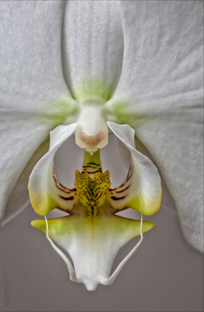 Foto primer plano de una flor