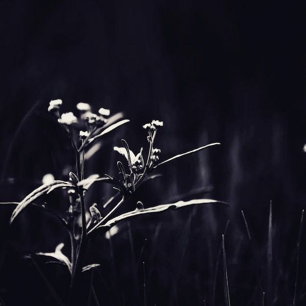 Foto primer plano de una flor